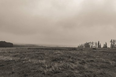 Landscapes, Forest, Carpathians, Photos of nature -Black and white photos, monochrome photos - Europe, Eastern Europe