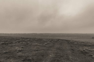 Landscapes, Forest, Carpathians, Photos of nature -Black and white photos, monochrome photos - Europe, Eastern Europe