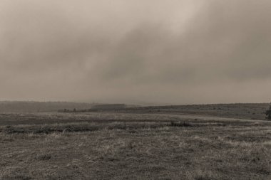 Landscapes, Forest, Carpathians, Photos of nature -Black and white photos, monochrome photos - Europe, Eastern Europe