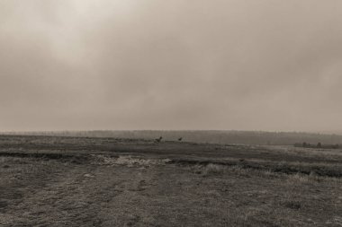 Landscapes, Forest, Carpathians, Photos of nature -Black and white photos, monochrome photos - Europe, Eastern Europe