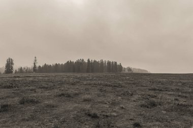 Landscapes, Forest, Carpathians, Photos of nature -Black and white photos, monochrome photos - Europe, Eastern Europe