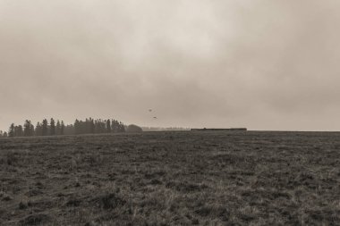 Landscapes, Forest, Carpathians, Photos of nature -Black and white photos, monochrome photos - Europe, Eastern Europe