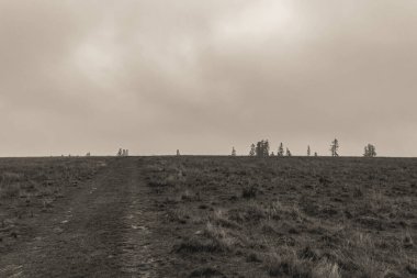 Landscapes, Forest, Carpathians, Photos of nature -Black and white photos, monochrome photos - Europe, Eastern Europe