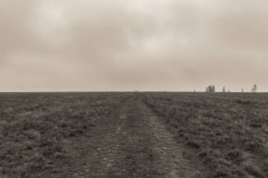 Landscapes, Forest, Carpathians, Photos of nature -Black and white photos, monochrome photos - Europe, Eastern Europe