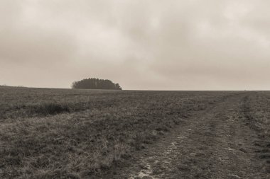 Landscapes, Forest, Carpathians, Photos of nature -Black and white photos, monochrome photos - Europe, Eastern Europe