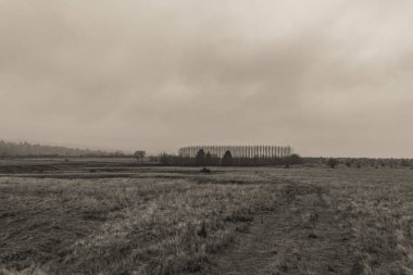 Landscapes, Forest, Carpathians, Photos of nature -Black and white photos, monochrome photos - Europe, Eastern Europe