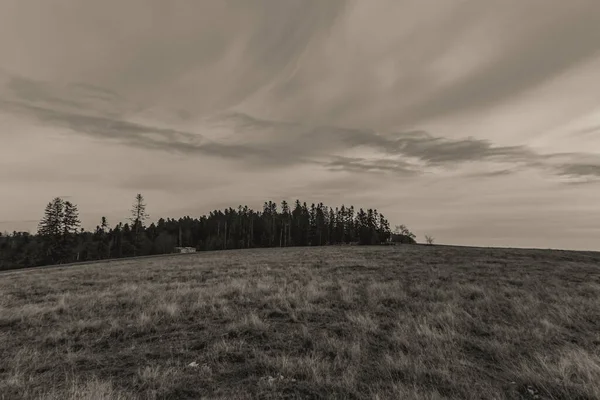 Bulutlu gökyüzünün arka planında bir ağaç olan bir alanın gri tonlu görüntüsü