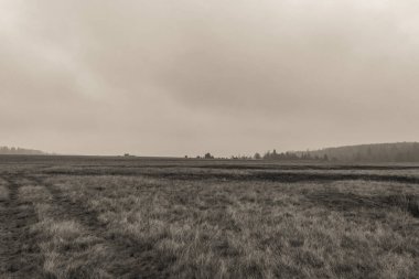 Landscapes, Forest, Carpathians, Photos of nature -Black and white photos, monochrome photos - Europe, Eastern Europe