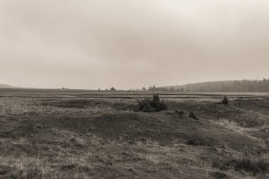 Karanlık gökyüzünün altındaki ormanın güzel bir manzarası.