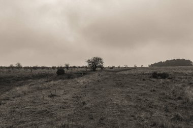 Ağaçlar ve ağaçlarla dolu güzel bir manzara.