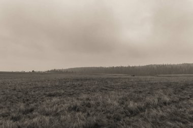 Ağaçlar ve çimen tarlalarıyla sonbahar manzarası