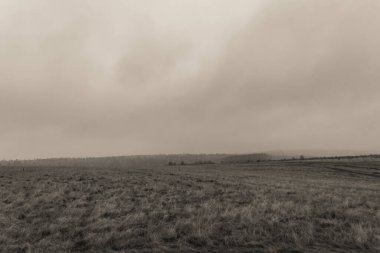 Çimen ve ağaçlardan oluşan siyah beyaz bir fotoğraf.