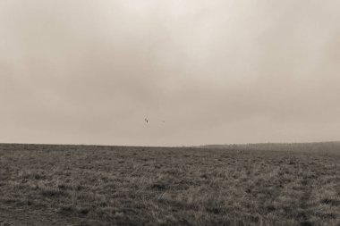 Gökyüzünde bir kuş sürüsüyle güzel manzara