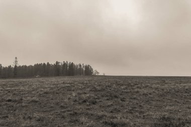 Ormanda sisli bir sabah.