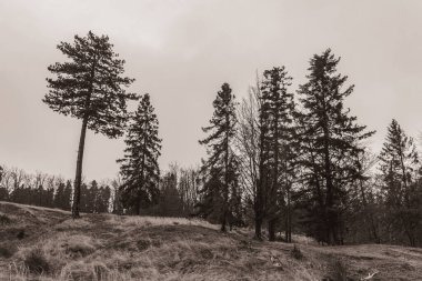 Landscapes, Forest, Carpathians, Photos of nature -Black and white photos, monochrome photos - Europe, Eastern Europe