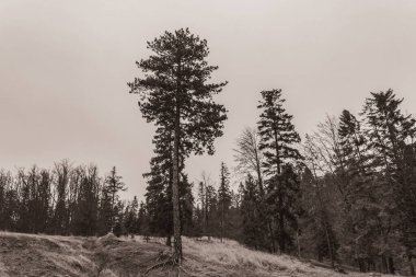 Landscapes, Forest, Carpathians, Photos of nature -Black and white photos, monochrome photos - Europe, Eastern Europe