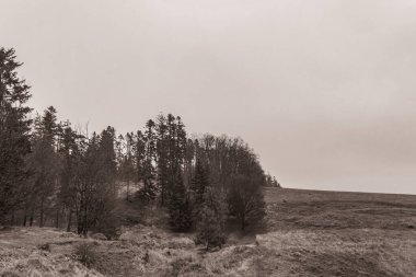 Landscapes, Forest, Carpathians, Photos of nature -Black and white photos, monochrome photos - Europe, Eastern Europe