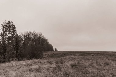 Landscapes, Forest, Carpathians, Photos of nature -Black and white photos, monochrome photos - Europe, Eastern Europe