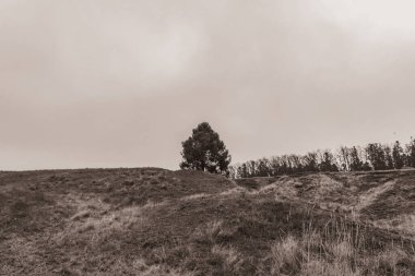 Landscapes, Forest, Carpathians, Photos of nature -Black and white photos, monochrome photos - Europe, Eastern Europe