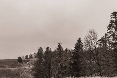 Landscapes, Forest, Carpathians, Photos of nature -Black and white photos, monochrome photos - Europe, Eastern Europe