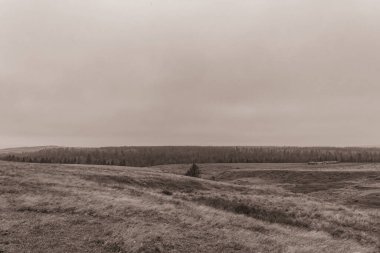 Landscapes, Forest, Carpathians, Photos of nature -Black and white photos, monochrome photos - Europe, Eastern Europe