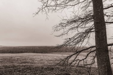 Landscapes, Forest, Carpathians, Photos of nature -Black and white photos, monochrome photos - Europe, Eastern Europe