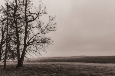 Landscapes, Forest, Carpathians, Photos of nature -Black and white photos, monochrome photos - Europe, Eastern Europe