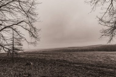 Landscapes, Forest, Carpathians, Photos of nature -Black and white photos, monochrome photos - Europe, Eastern Europe