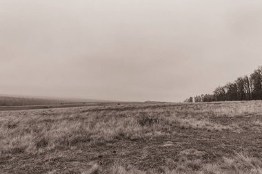 Landscapes, Forest, Carpathians, Photos of nature -Black and white photos, monochrome photos - Europe, Eastern Europe