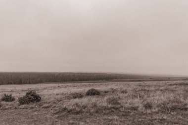 Landscapes, Forest, Carpathians, Photos of nature -Black and white photos, monochrome photos - Europe, Eastern Europe