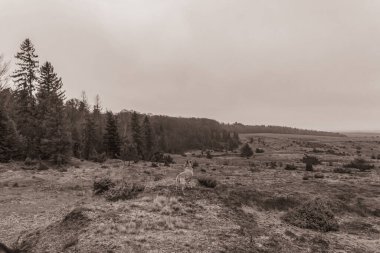 Landscapes, Forest, Carpathians, Photos of nature -Black and white photos, monochrome photos - Europe, Eastern Europe