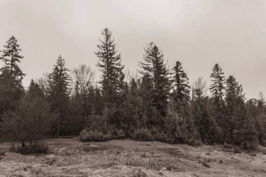 Landscapes, Forest, Carpathians, Photos of nature -Black and white photos, monochrome photos - Europe, Eastern Europe