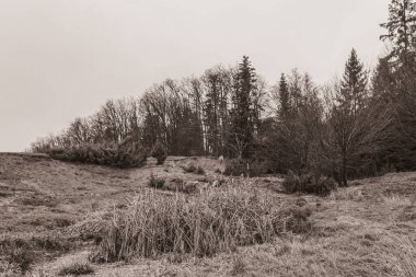 Landscapes, Forest, Carpathians, Photos of nature -Black and white photos, monochrome photos - Europe, Eastern Europe