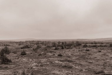 Landscapes, Forest, Carpathians, Photos of nature -Black and white photos, monochrome photos - Europe, Eastern Europe