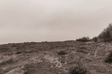 Landscapes, Forest, Carpathians, Photos of nature -Black and white photos, monochrome photos - Europe, Eastern Europe