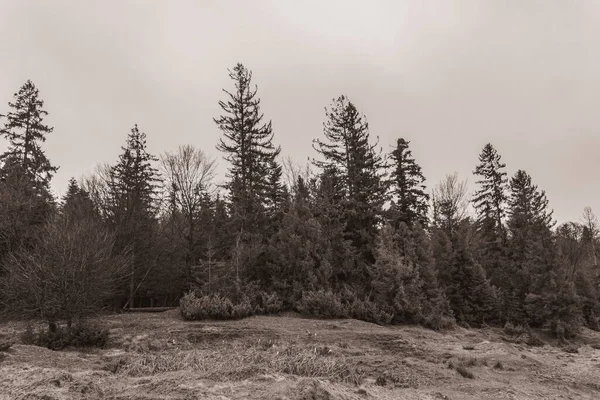 Landscapes, Forest, Carpathians, Photos of nature -Black and white photos, monochrome photos - Europe, Eastern Europe