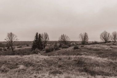 Landscapes, Forest, Carpathians, Photos of nature -Black and white photos, monochrome photos - Europe, Eastern Europe