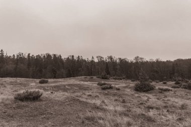 Landscapes, Forest, Carpathians, Photos of nature -Black and white photos, monochrome photos - Europe, Eastern Europe