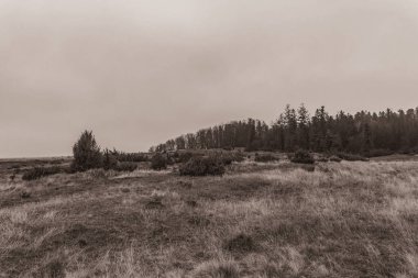 Landscapes, Forest, Carpathians, Photos of nature -Black and white photos, monochrome photos - Europe, Eastern Europe