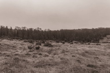 Landscapes, Forest, Carpathians, Photos of nature -Black and white photos, monochrome photos - Europe, Eastern Europe