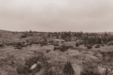 Landscapes, Forest, Carpathians, Photos of nature -Black and white photos, monochrome photos - Europe, Eastern Europe