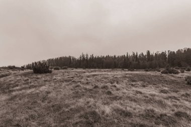 Landscapes, Forest, Carpathians, Photos of nature -Black and white photos, monochrome photos - Europe, Eastern Europe