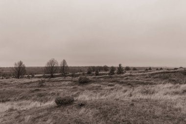 Landscapes, Forest, Carpathians, Photos of nature -Black and white photos, monochrome photos - Europe, Eastern Europe