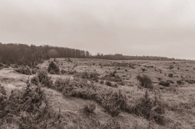 Landscapes, Forest, Carpathians, Photos of nature -Black and white photos, monochrome photos - Europe, Eastern Europe