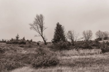 Landscapes, Forest, Carpathians, Photos of nature -Black and white photos, monochrome photos - Europe, Eastern Europe