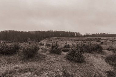 Landscapes, Forest, Carpathians, Photos of nature -Black and white photos, monochrome photos - Europe, Eastern Europe