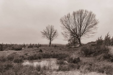 Landscapes, Forest, Carpathians, Photos of nature -Black and white photos, monochrome photos - Europe, Eastern Europe