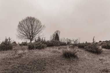 Landscapes, Forest, Carpathians, Photos of nature -Black and white photos, monochrome photos - Europe, Eastern Europe