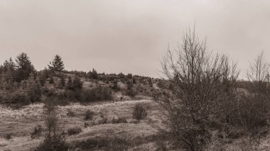 Landscapes, Forest, Carpathians, Photos of nature -Black and white photos, monochrome photos - Europe, Eastern Europe