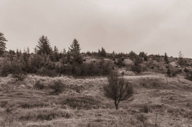 Landscapes, Forest, Carpathians, Photos of nature -Black and white photos, monochrome photos - Europe, Eastern Europe